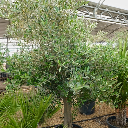 Olea Europaea Tendercare