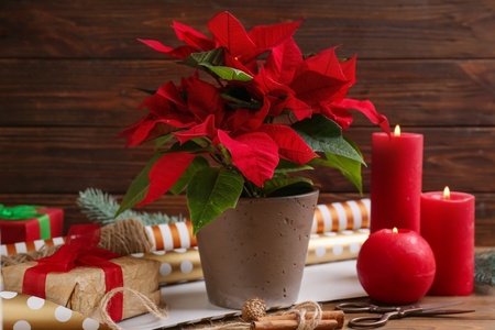 5 popular flowering Christmas houseplants