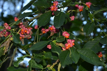 Berry bushes in Autumn