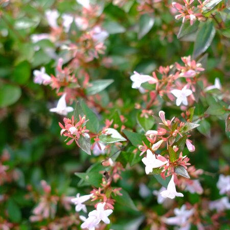 Abelia x gra. Semperflorens