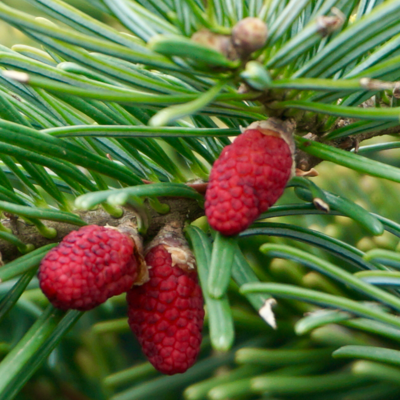 Abies amabilis Spreading Star - Tendercare