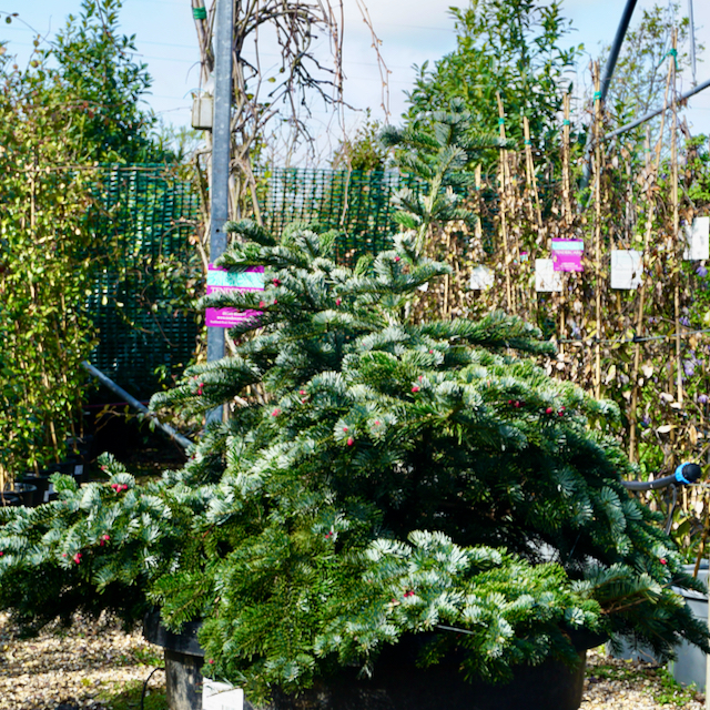 Abies Amabilis Spreading Star Tendercare