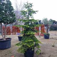 Abies nordmanniana | Order online @ Tendercare