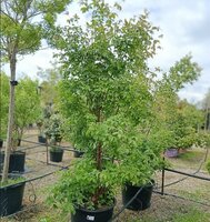 Acer griseum