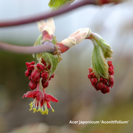 Acer japonicum Aconitifolium - image 3