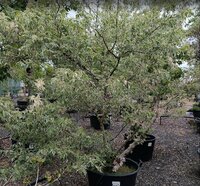 Acer negundo Flamingo