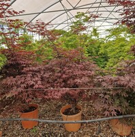 Acer pal. Bloodgood