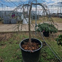 Acer pal. dissectum Order online @ Tendercare