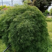Acer pal. dissectum