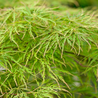 Acer pal. dissectum Order online @ Tendercare