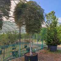 Acer Dragons Fire | Order online @ Tendercare