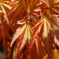 Acer pal. Fior d Arancio