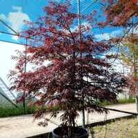 Acer pal. Firecracker