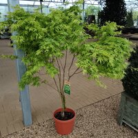 Acer pal. Japanese Sunrise