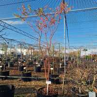 Acer pal. Sango-Kaku