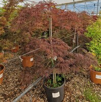 Acer pal. Stella Rossa