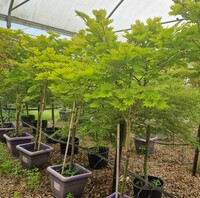Acer shirasawanum Aureum