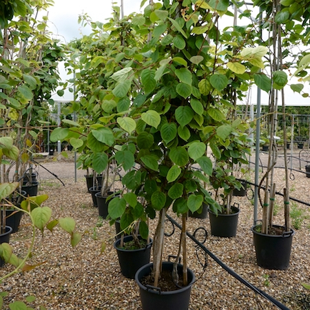 Actinidia deliciosa Boskoop - Tendercare