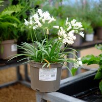 Agapanthus Double Diamond