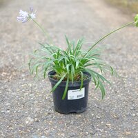 Agapanthus Streamline