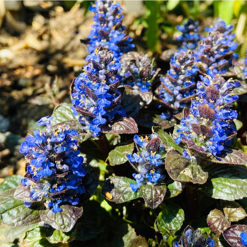 Ajuga rep. Black Scallop - Tendercare