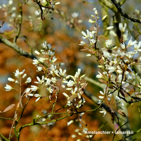 Amelanchier lamarckii - image 2