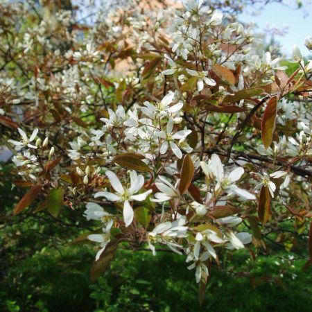 Amelanchier lamarckii