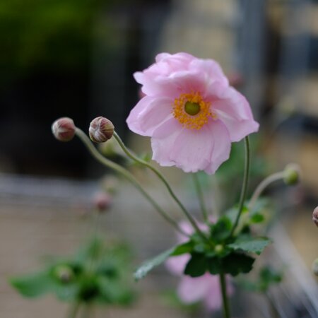 Anemone x hyb. Queen Charlotte