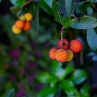 Arbutus unedo