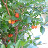 Arbutus unedo