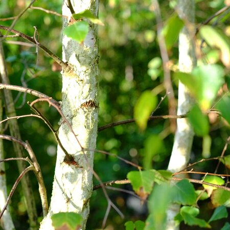 Betula pendula