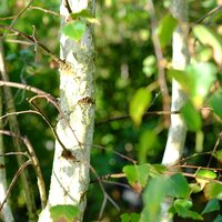 Betula pendula