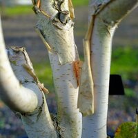 Betula uti. var. jacquemontii