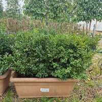 Buxus sempervirens