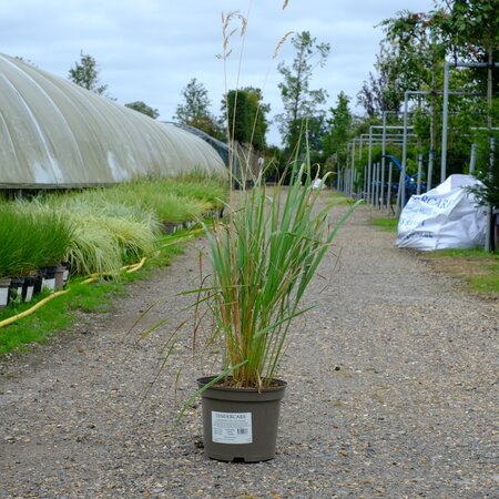 Calamagrostis x acu. Karl Foerster