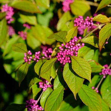 Callicarpa bodinieri Profusion