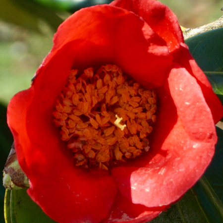Camellia jap. Kumagai - image 1
