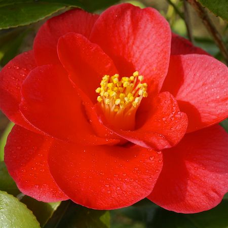Camellia ret. Mary Williams | Order online @ Tendercare