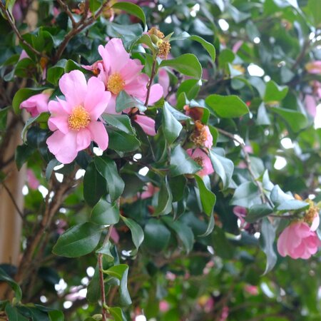 Camellia sas. Cleopatra