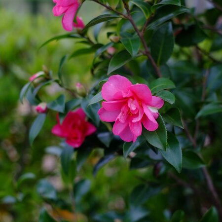 Camellia sas. Kanjiro