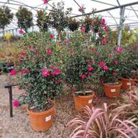 Camellia sas. Kanjiro