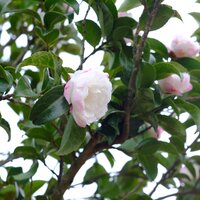 Camellia sas. Paradise Blush - image 1