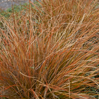 Carex buchananii | Tendercare
