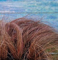 Carex buchananii Red Rooster