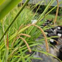 Carex pendula | Tendercare