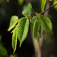 Carpinus betulus Fastigiata