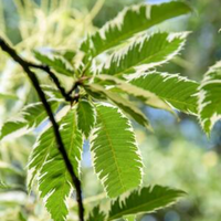 Castanea sat. Variegata | Order online @ Tendercare