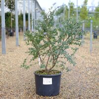 Ceanothus Autumnal Blue