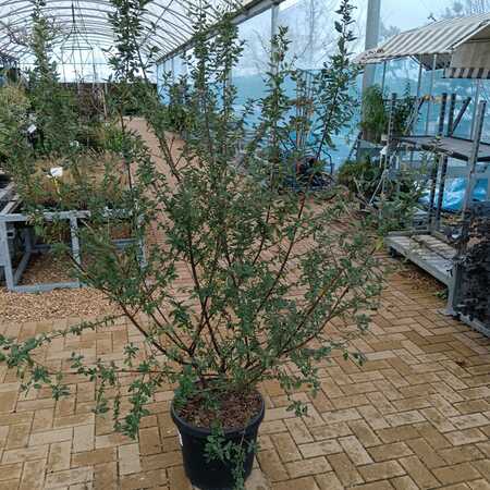 Ceanothus Autumnal Blue