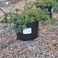 Ceanothus thyrsiflorus repens